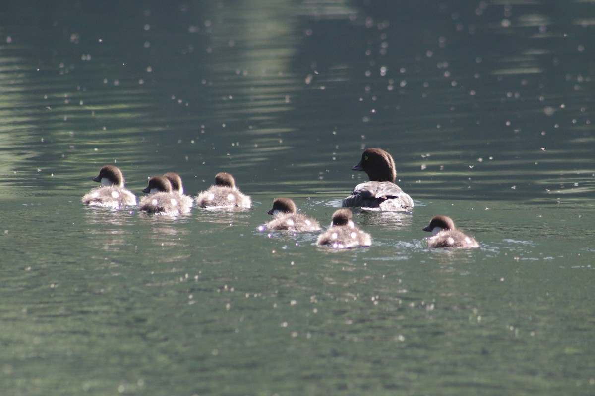 Barrow's Goldeneye - ML620192059