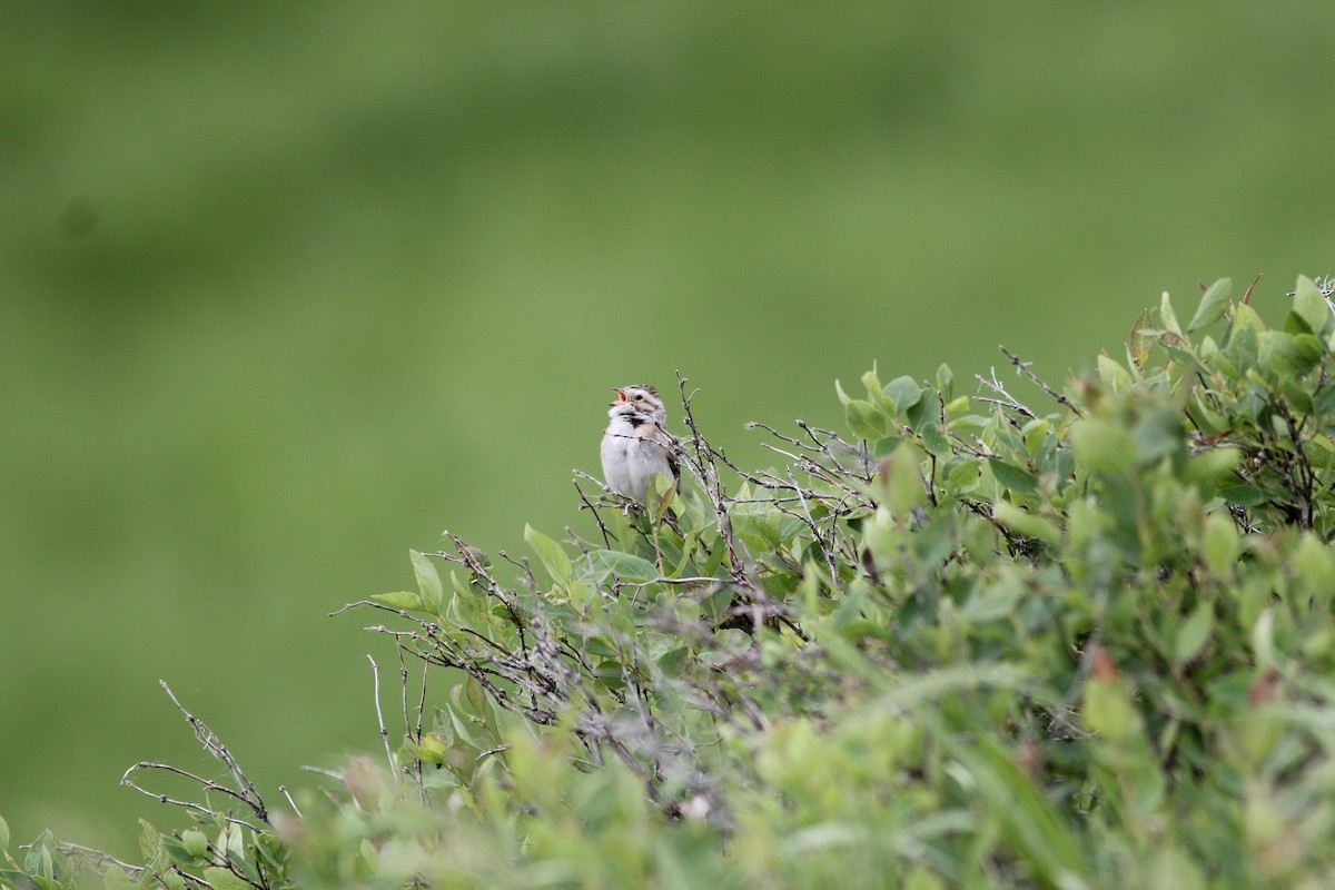 Clay-colored Sparrow - ML620192061