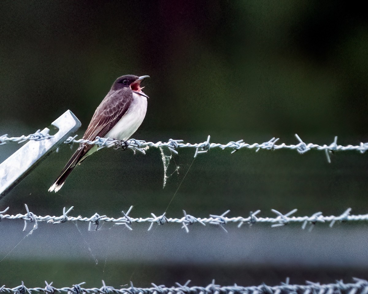 Eastern Kingbird - ML620192065