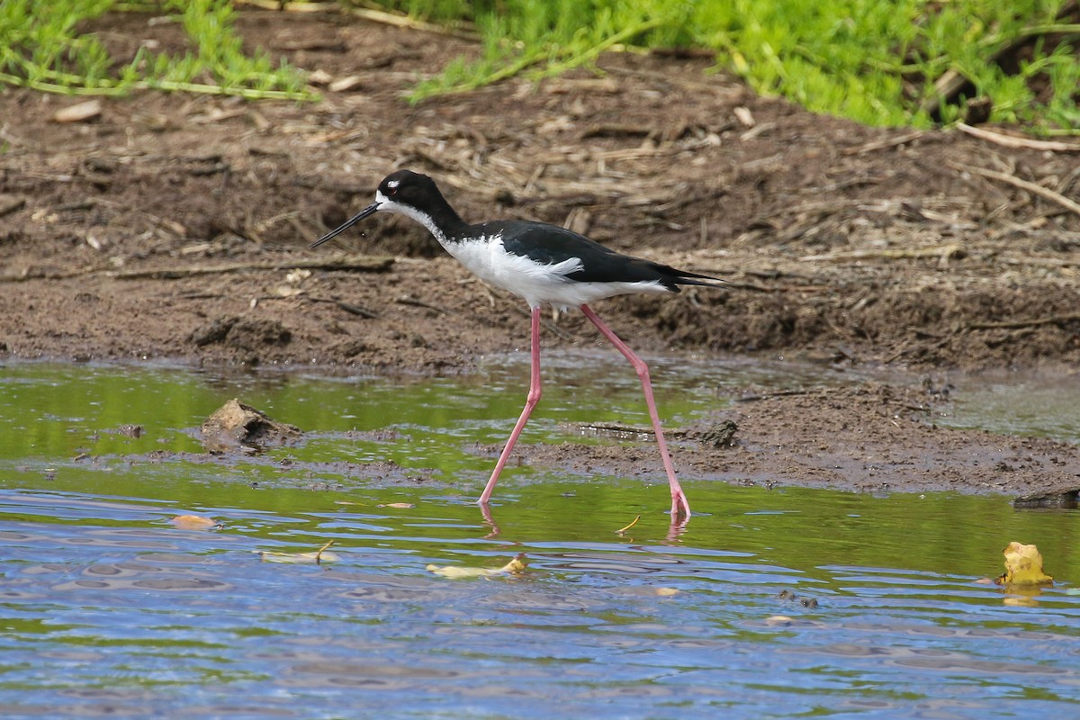 Schwarznacken-Stelzenläufer - ML620192067