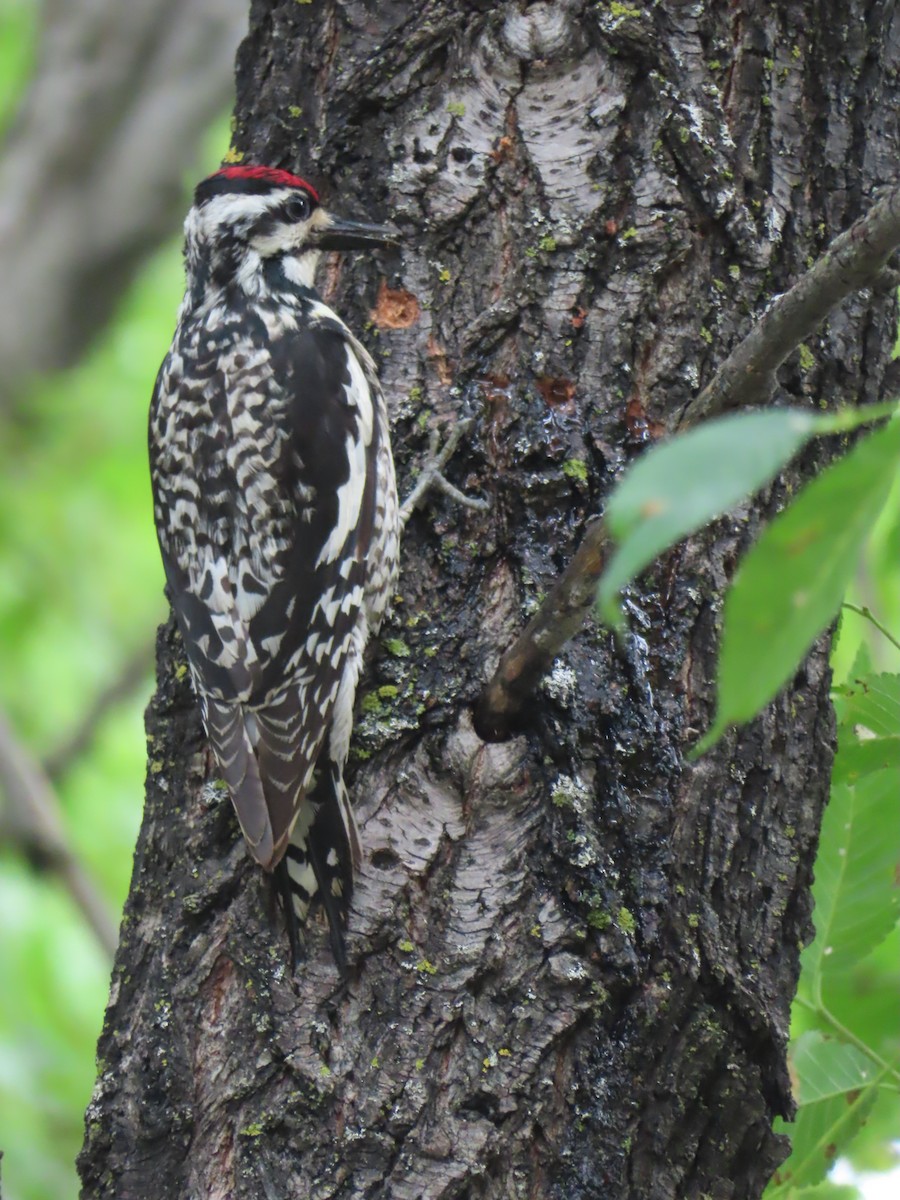 Yellow-bellied Sapsucker - ML620192075