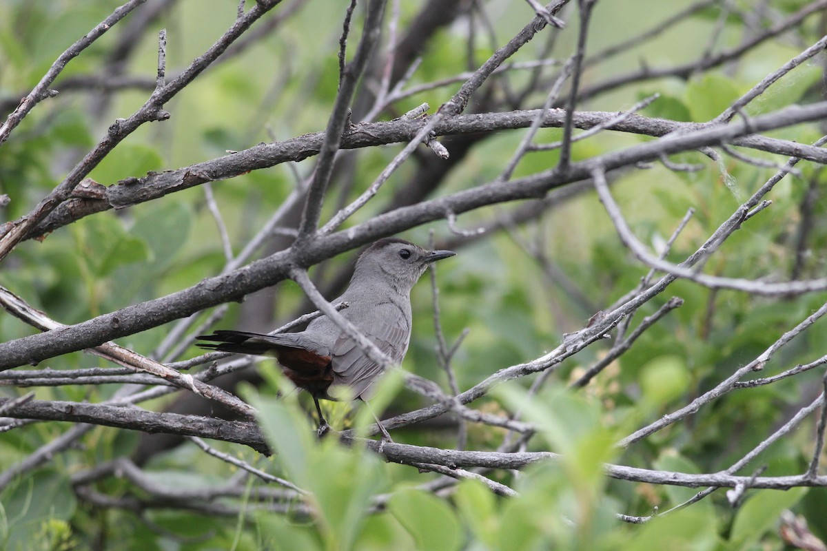 Pájaro Gato Gris - ML620192076