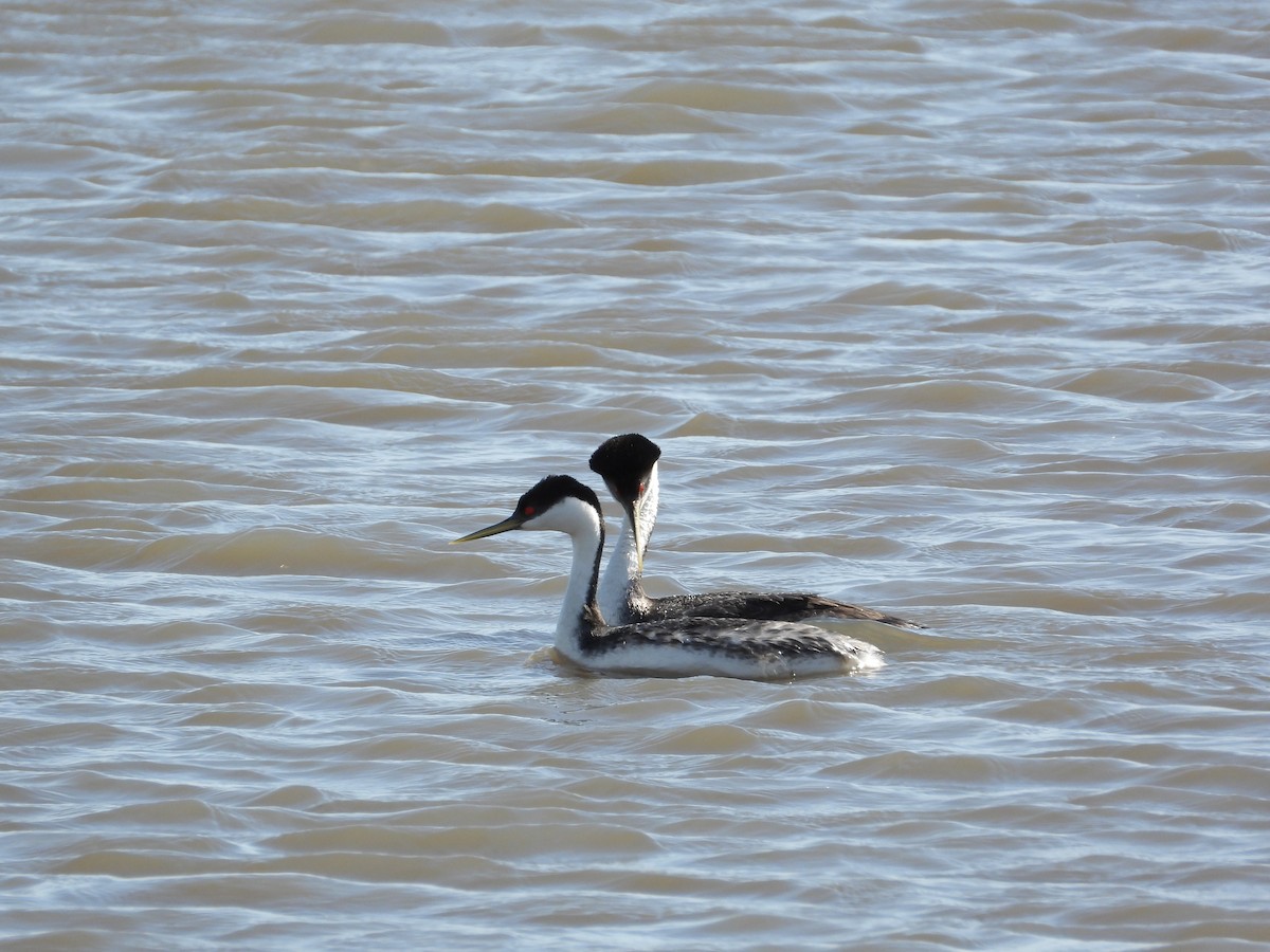 Western Grebe - ML620192085