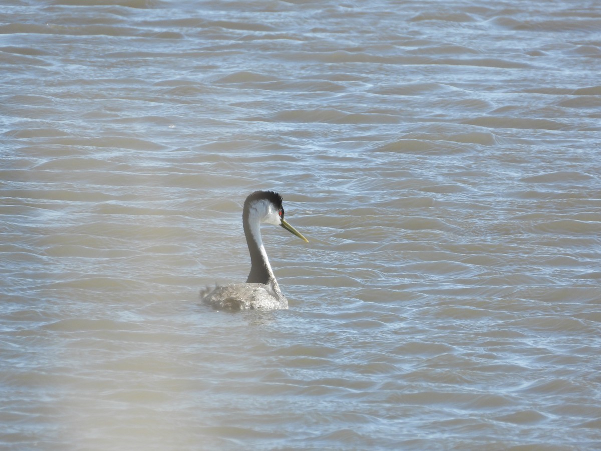 Western Grebe - ML620192086