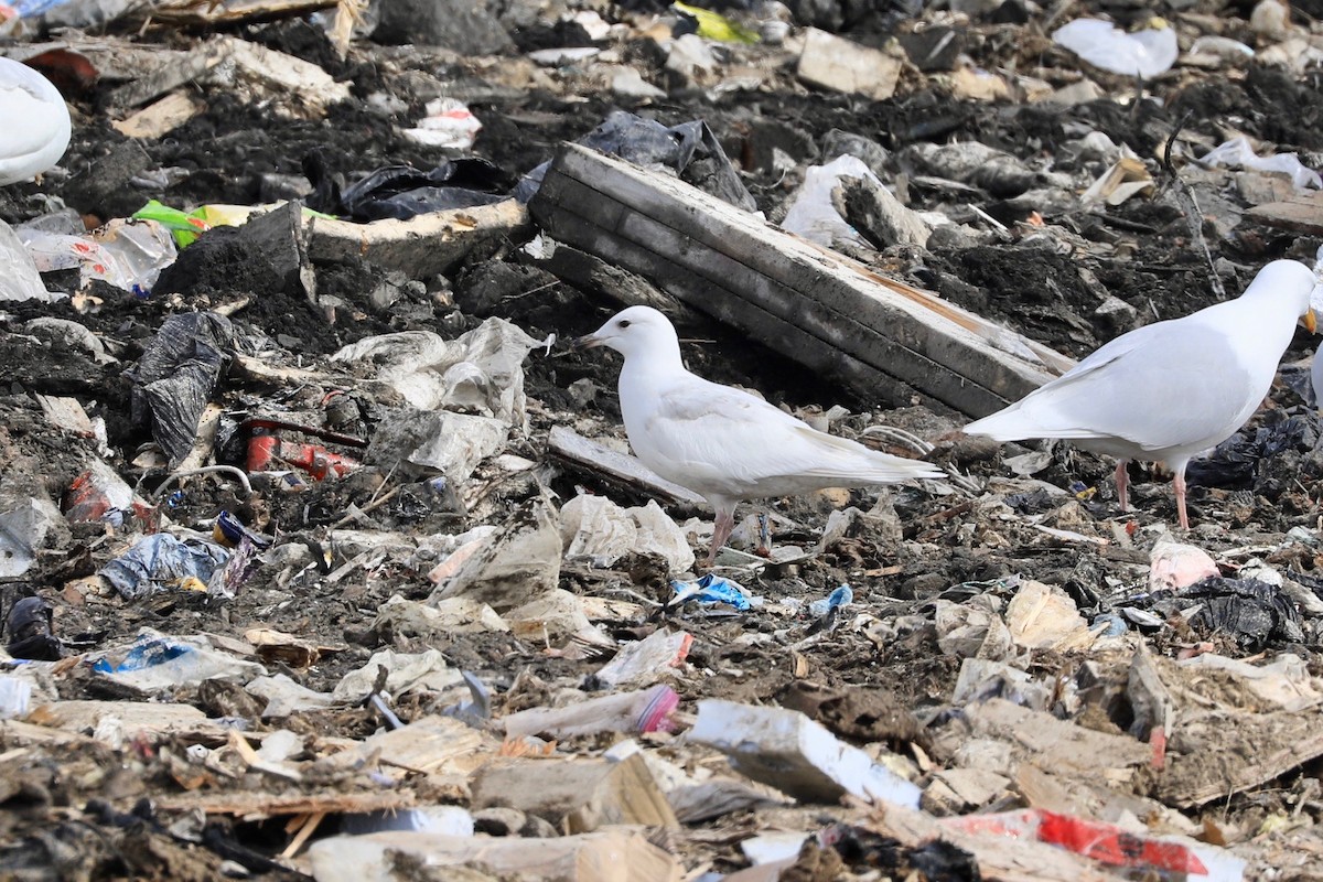 Gaviota Groenlandesa - ML620192088