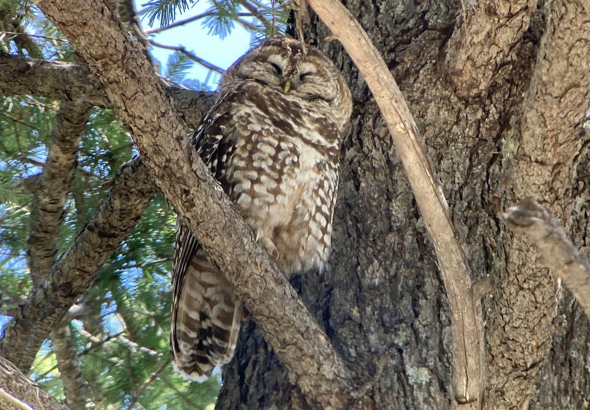 Spotted Owl (Mexican) - ML620192095