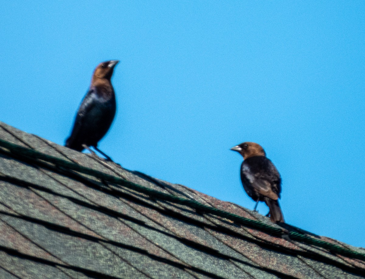 Brown-headed Cowbird - ML620192100