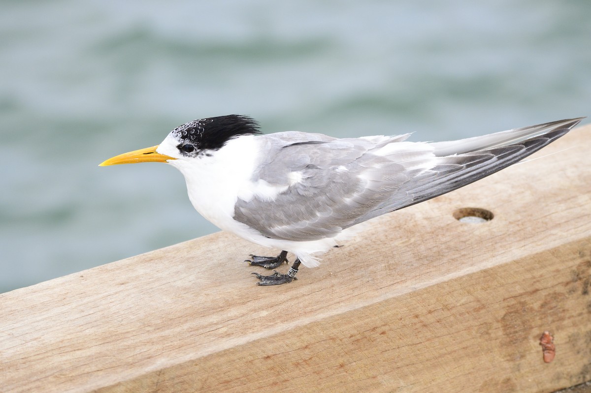 Great Crested Tern - ML620192105