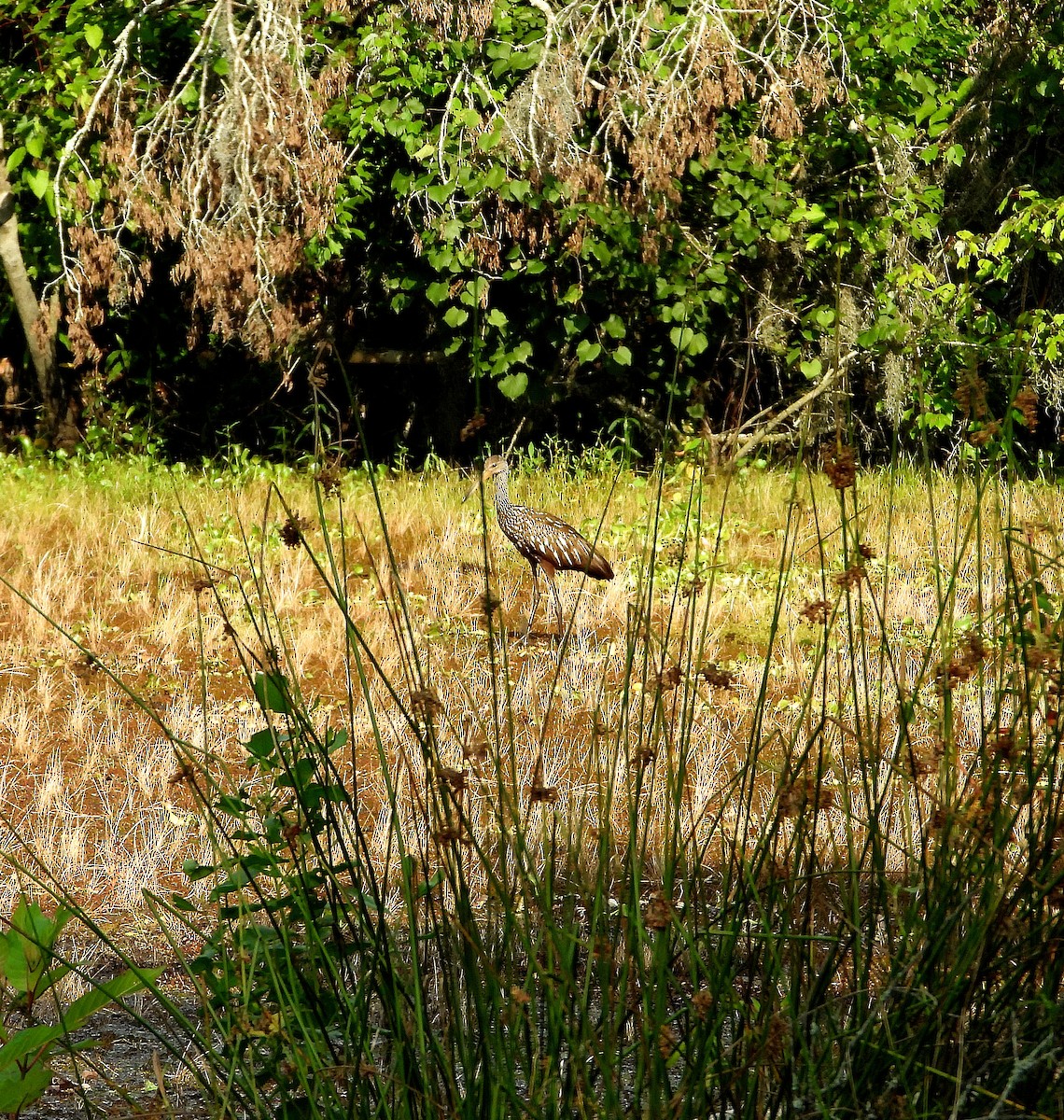 Limpkin - ML620192106