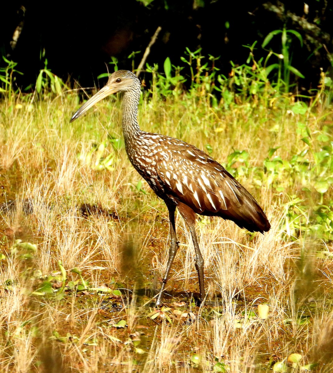 Limpkin - ML620192108