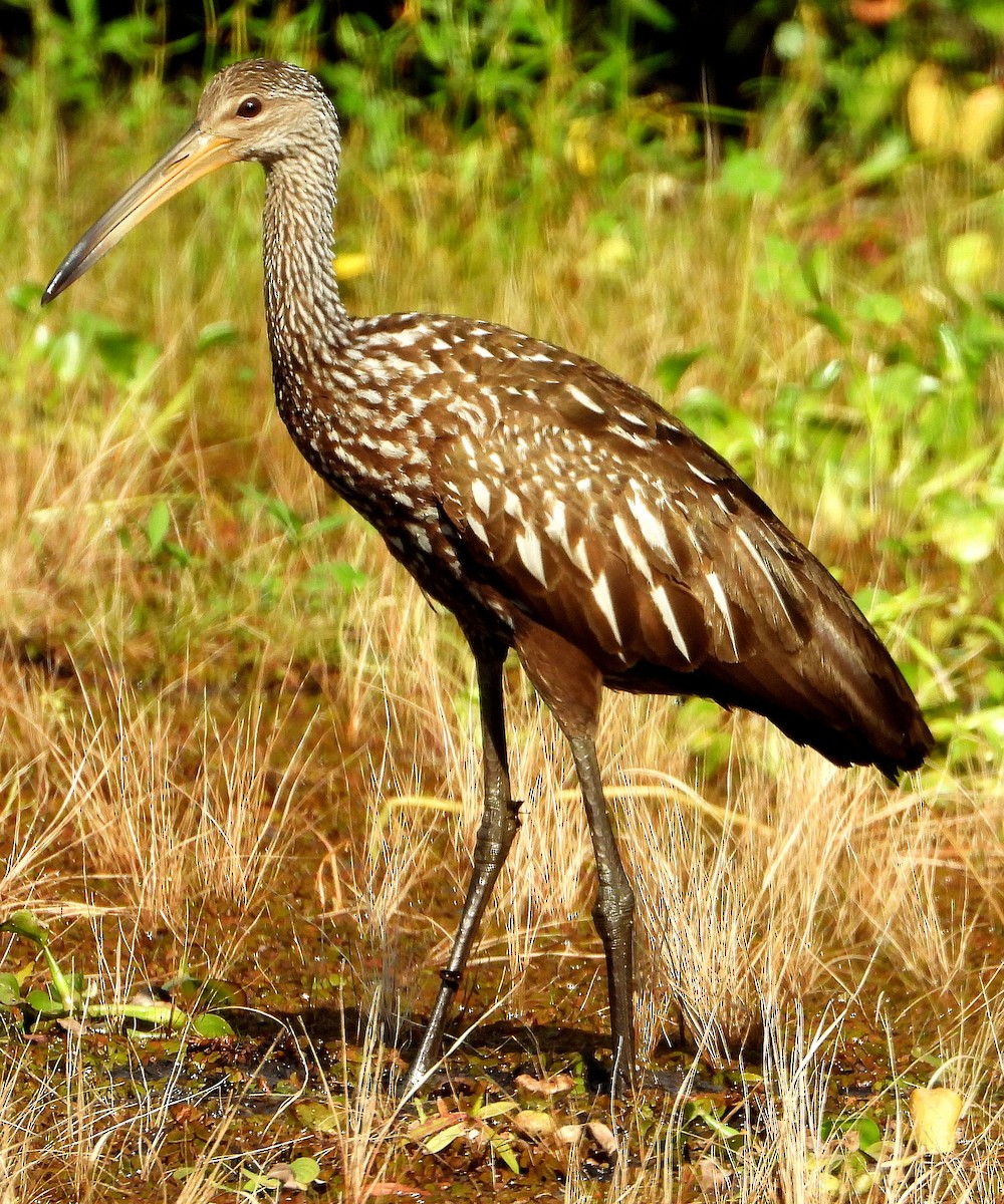 Limpkin - Jay Huner