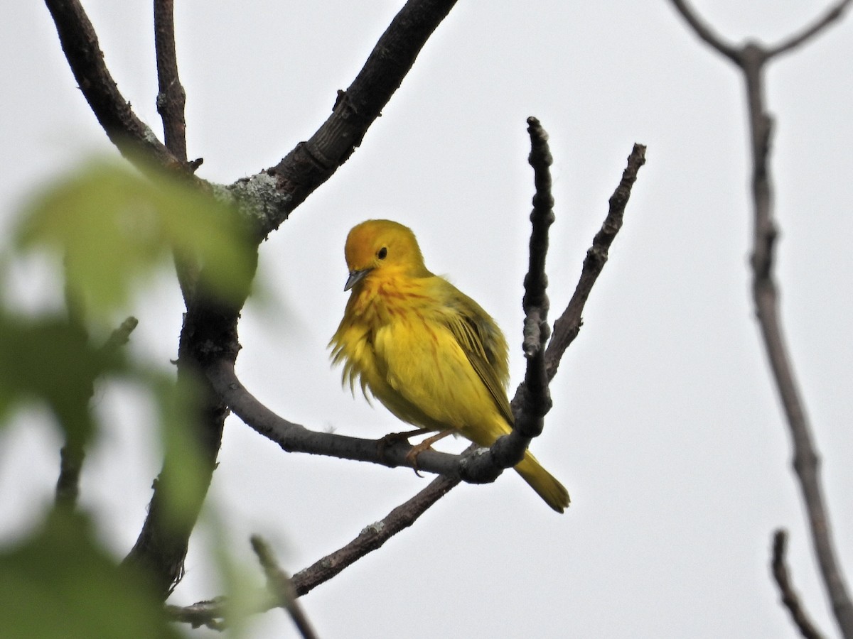 Paruline jaune - ML620192113