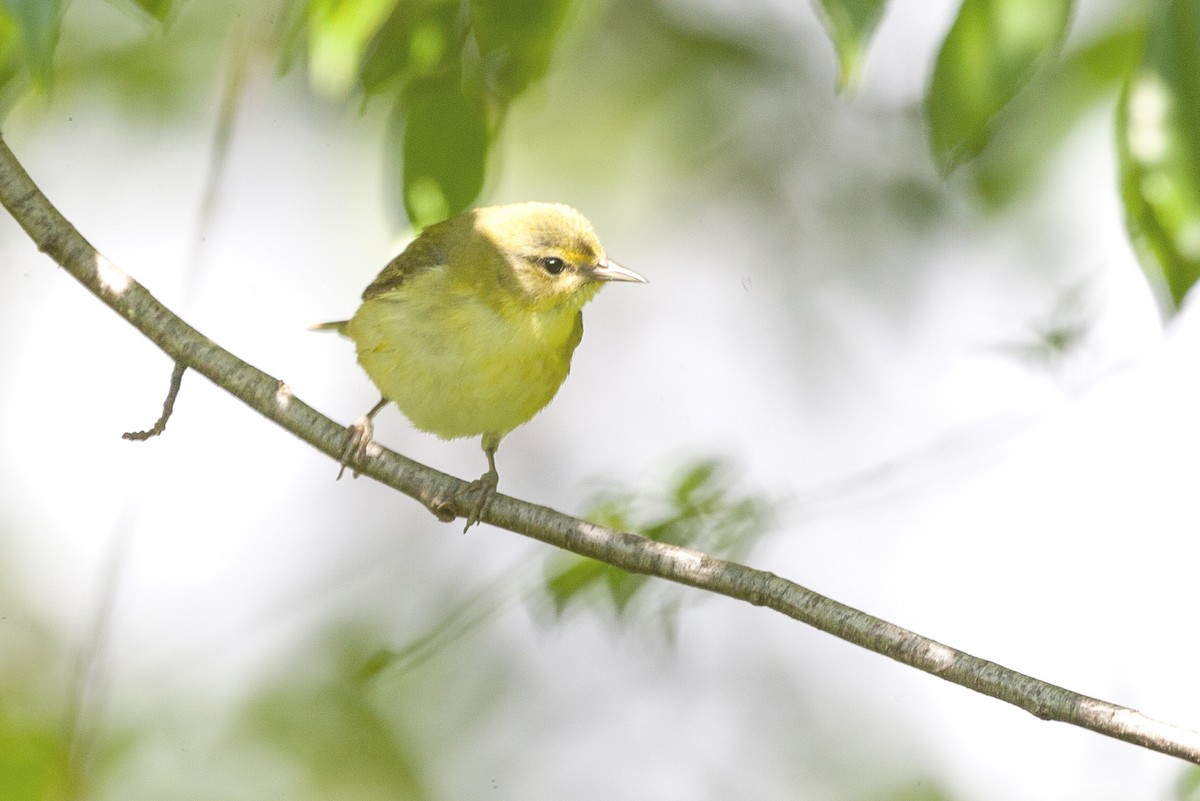 Paruline jaune - ML620192114