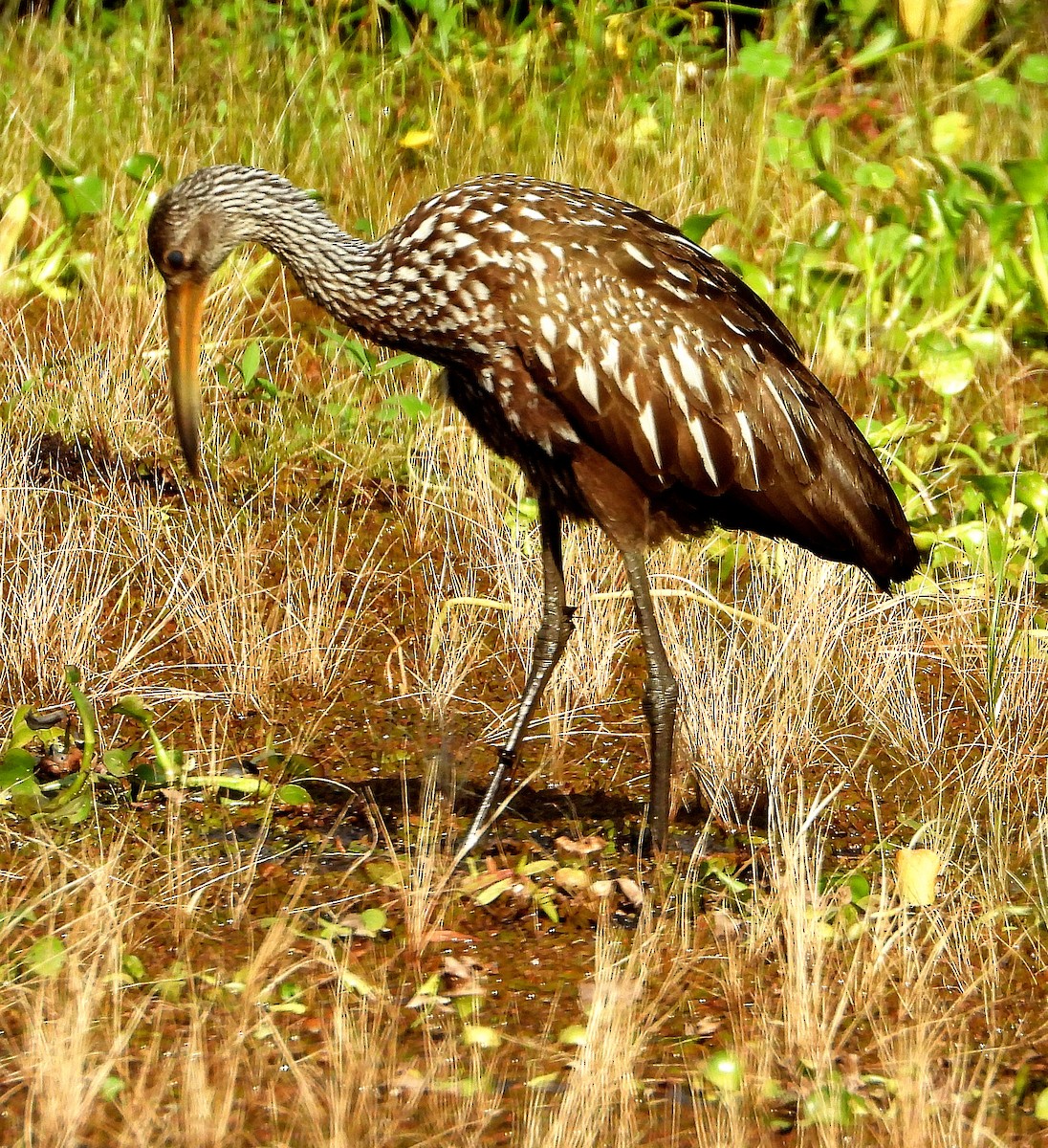 Limpkin - ML620192115