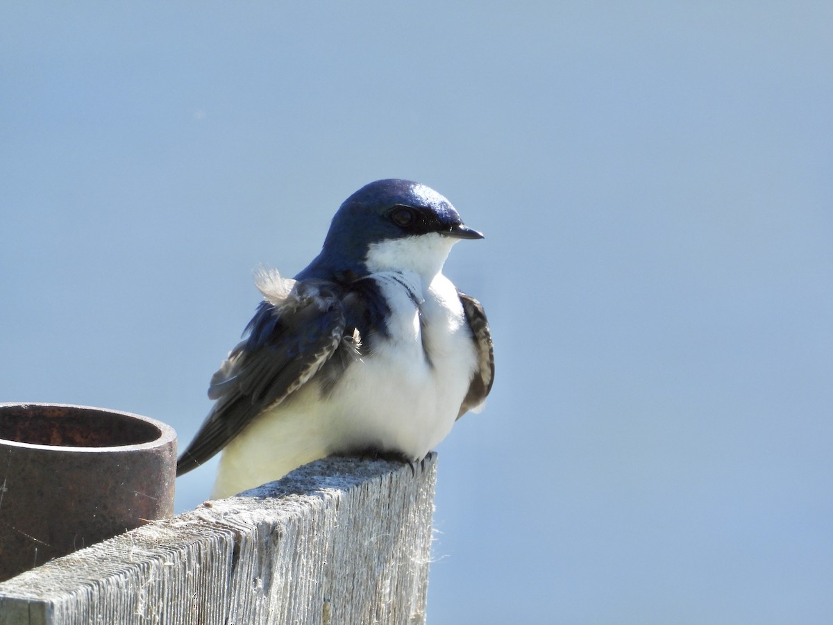 Tree Swallow - ML620192116