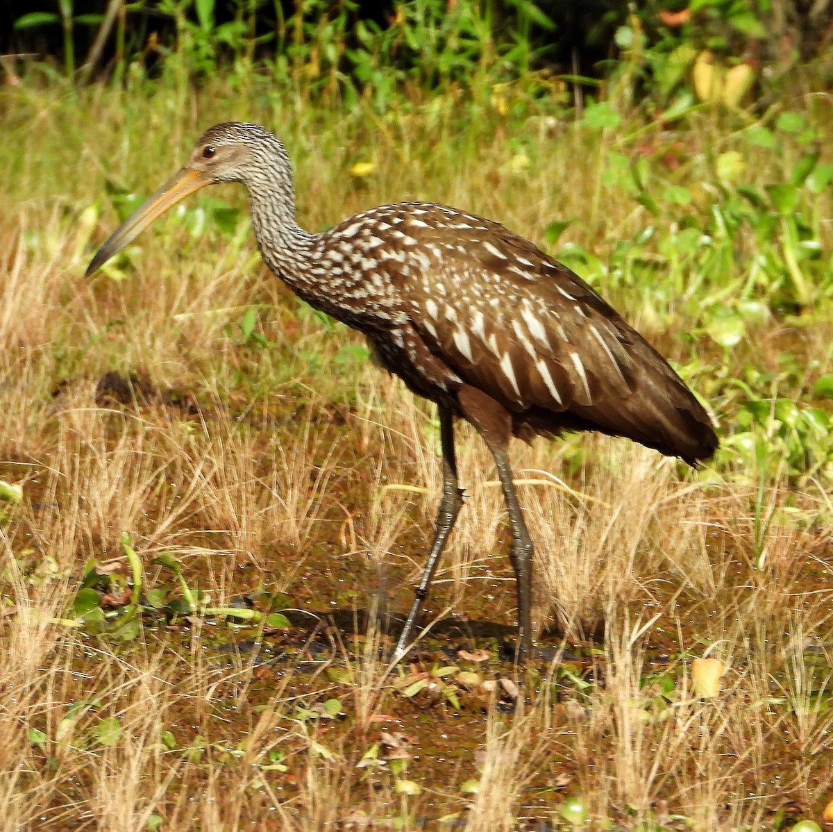 Limpkin - ML620192117