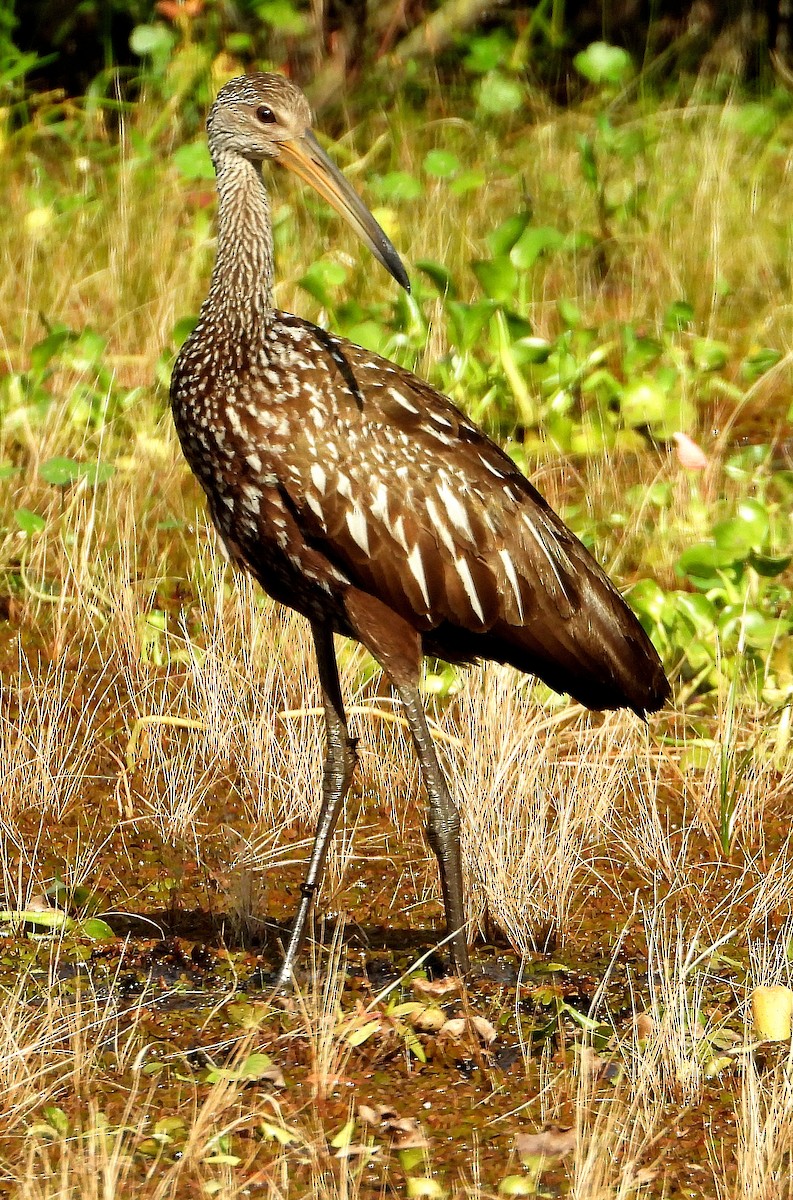 Limpkin - ML620192120