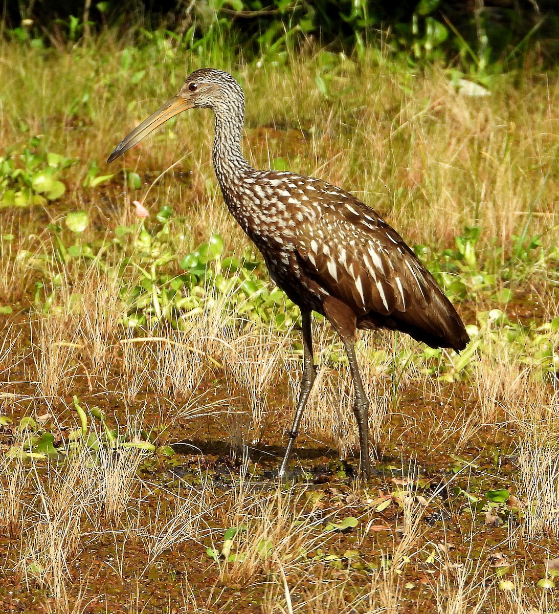 Limpkin - ML620192121