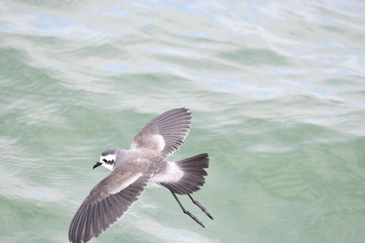 White-faced Storm-Petrel - ML620192123