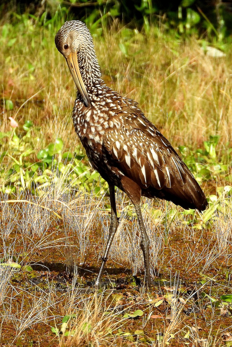 Limpkin - ML620192124