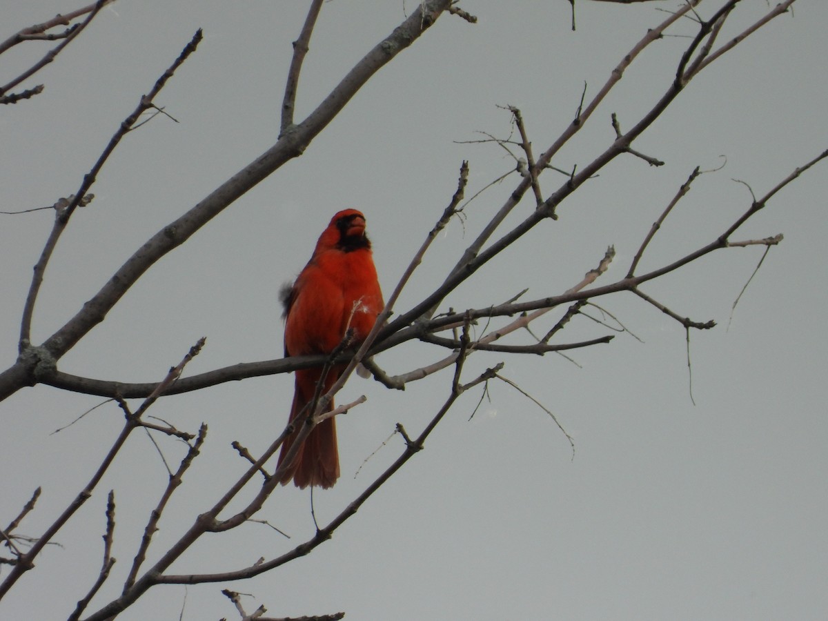 Cardinal rouge - ML620192131