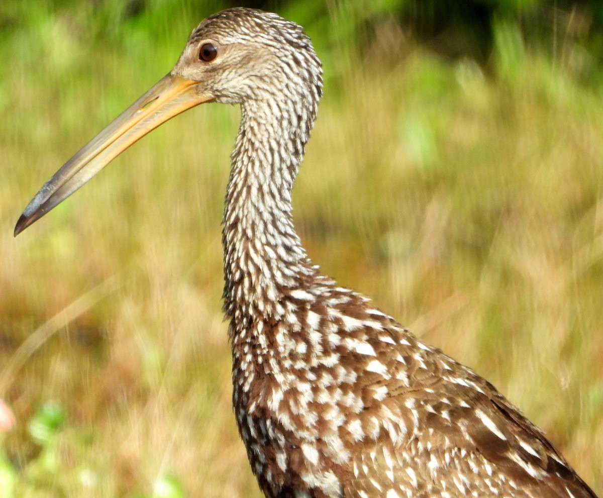 Limpkin - Jay Huner