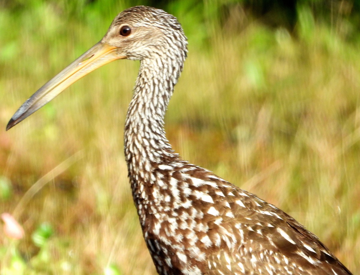 Limpkin - ML620192133