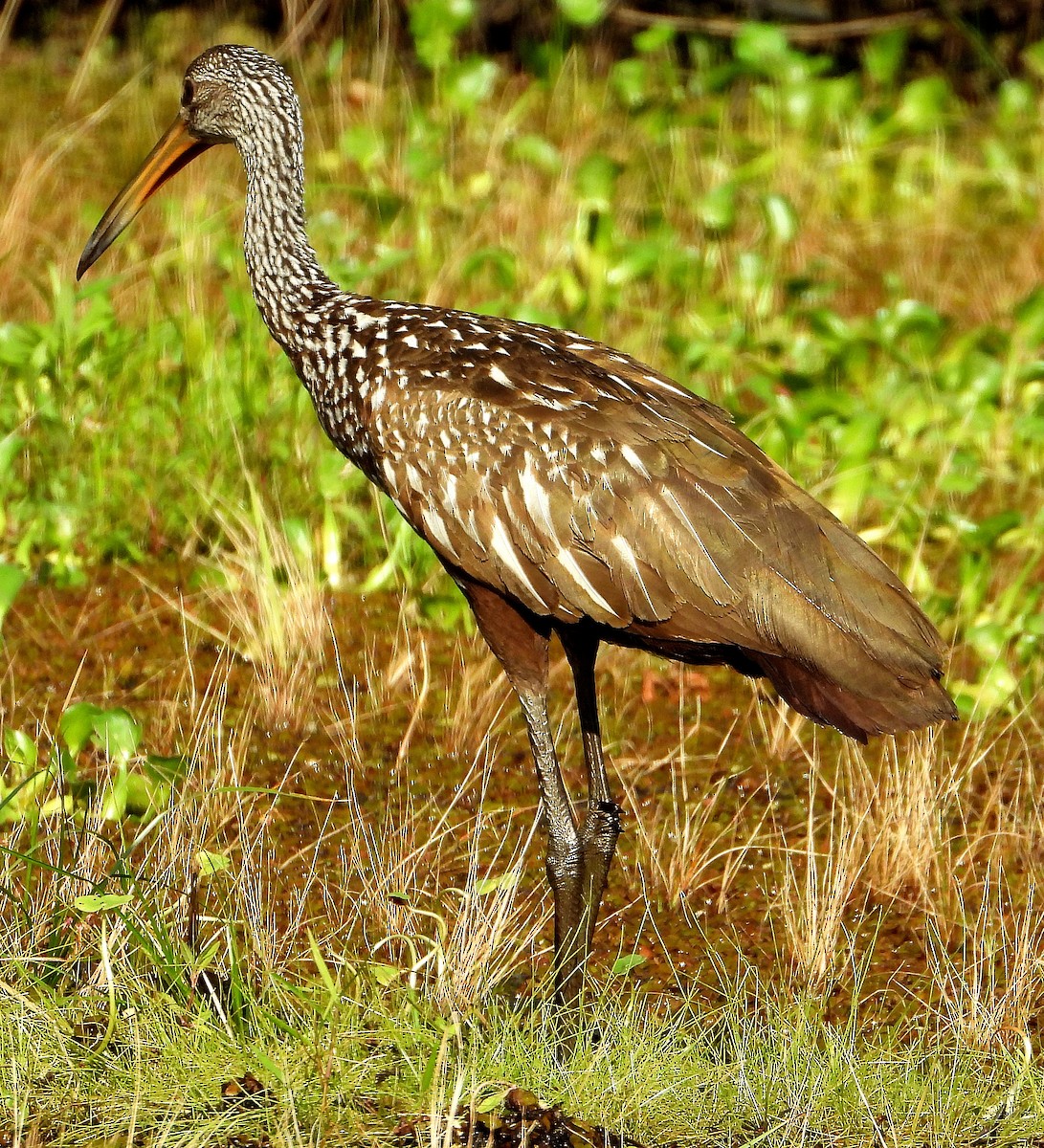 Limpkin - ML620192135