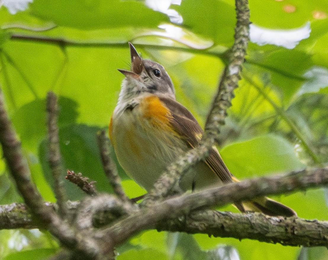 Paruline flamboyante - ML620192136