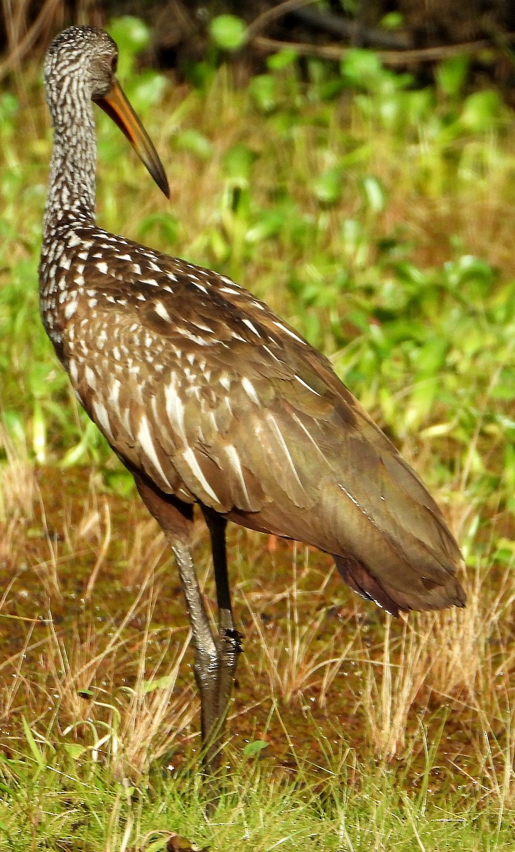 Limpkin - ML620192137