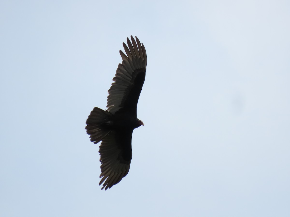 Turkey Vulture - ML620192139