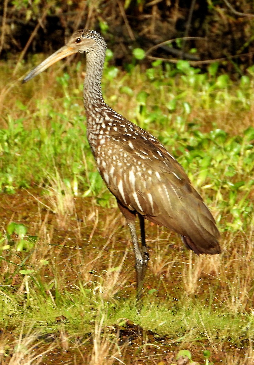 Limpkin - ML620192140