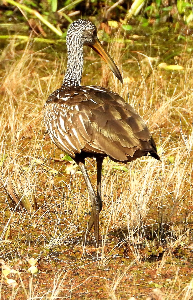 Limpkin - Jay Huner