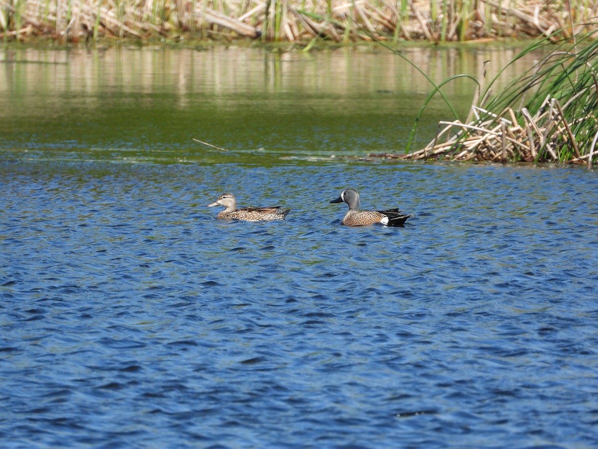 Sarcelle à ailes bleues - ML620192144