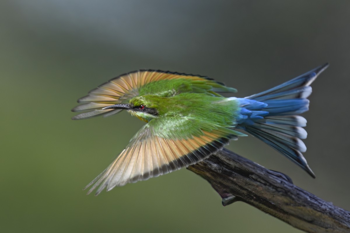 Swallow-tailed Bee-eater - ML620192145