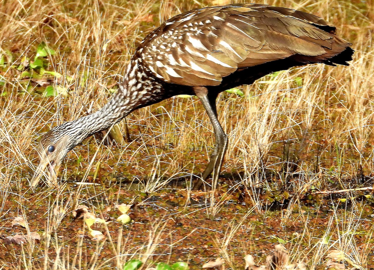 Limpkin - ML620192147