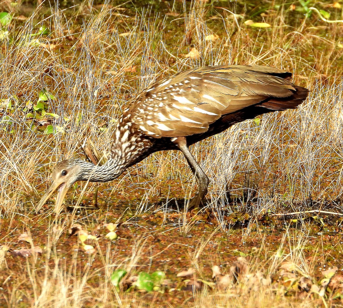 Limpkin - ML620192148