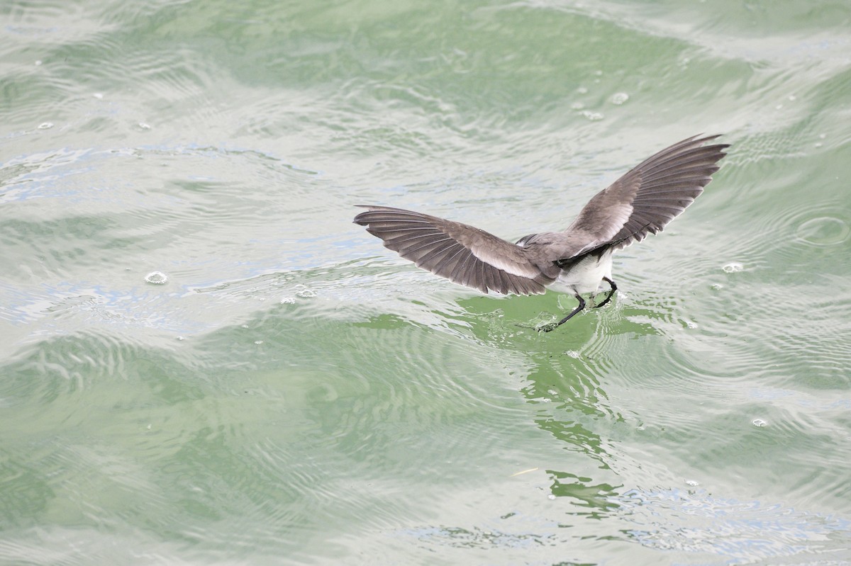 White-faced Storm-Petrel - ML620192149