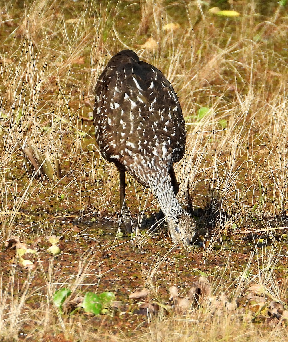 Limpkin - ML620192150