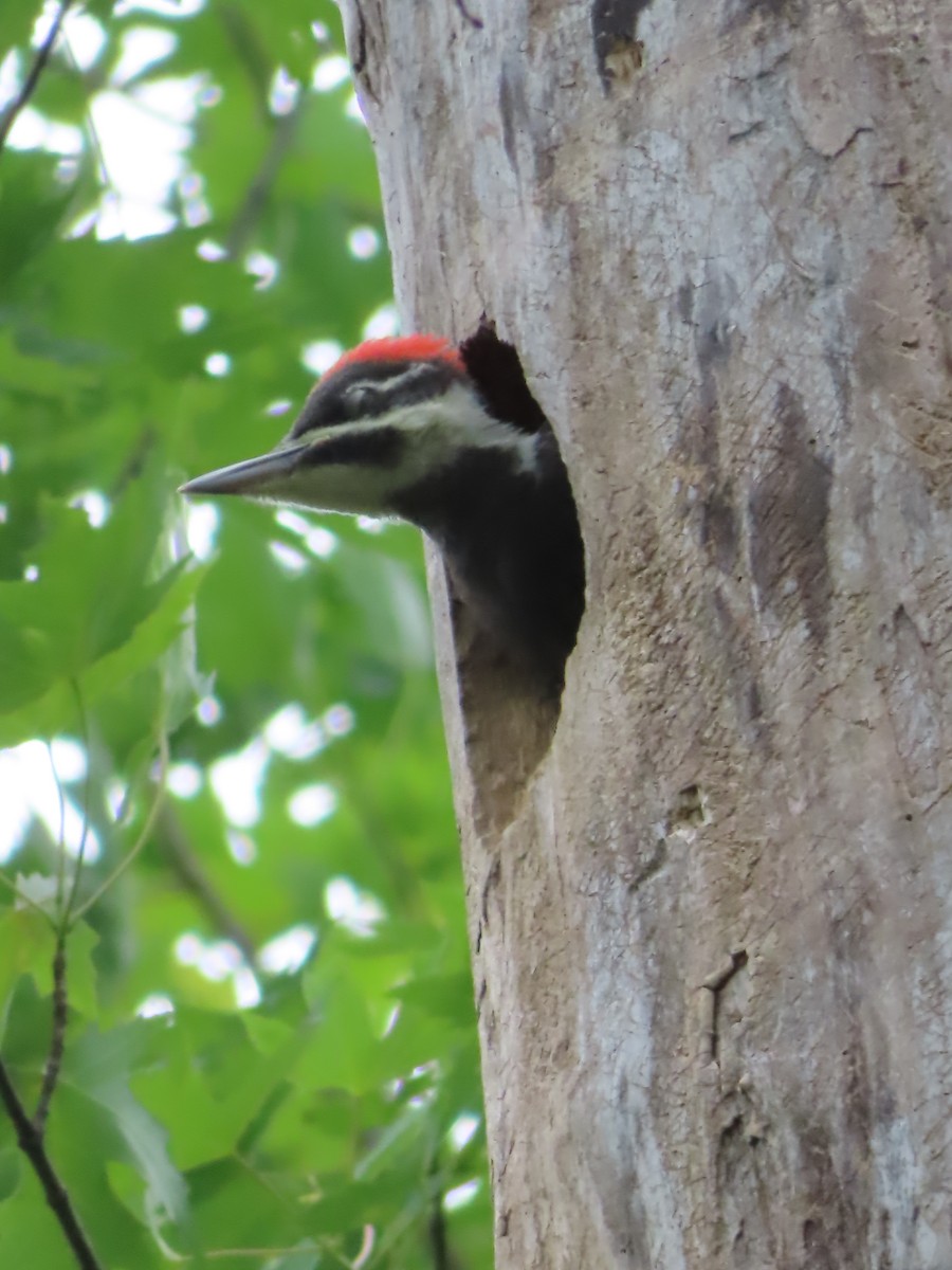 Pileated Woodpecker - ML620192153
