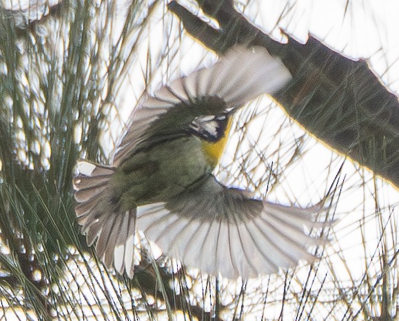 Yellow-throated Warbler - ML620192155