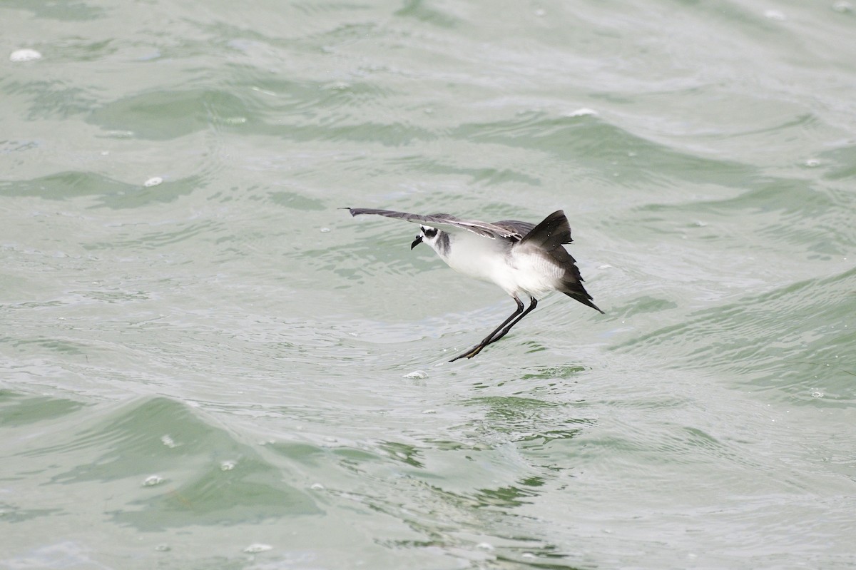 White-faced Storm-Petrel - ML620192158
