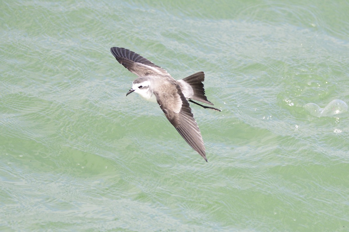 White-faced Storm-Petrel - ML620192167