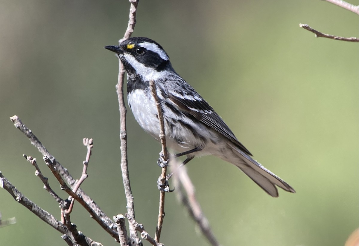 Black-throated Gray Warbler - ML620192172