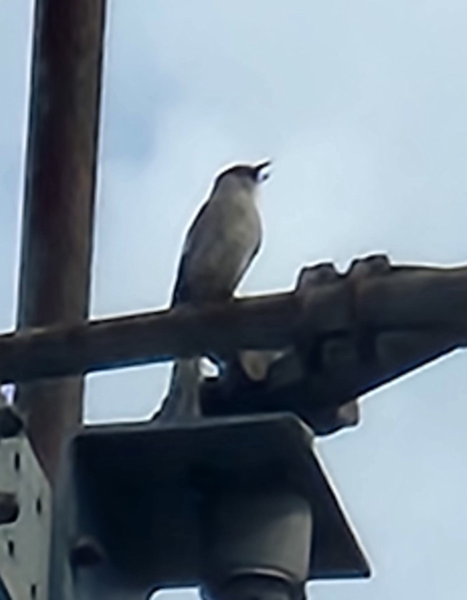 Northern Mockingbird - ML620192181