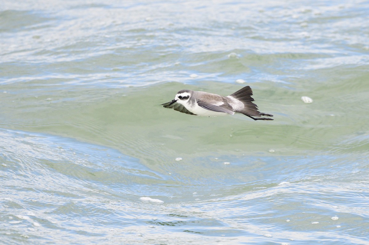 White-faced Storm-Petrel - ML620192183