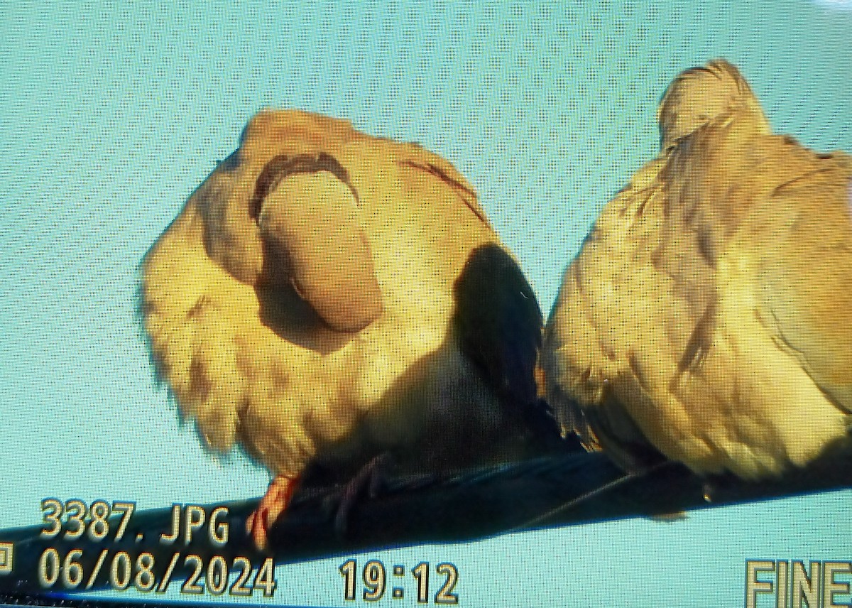 Eurasian Collared-Dove - ML620192190