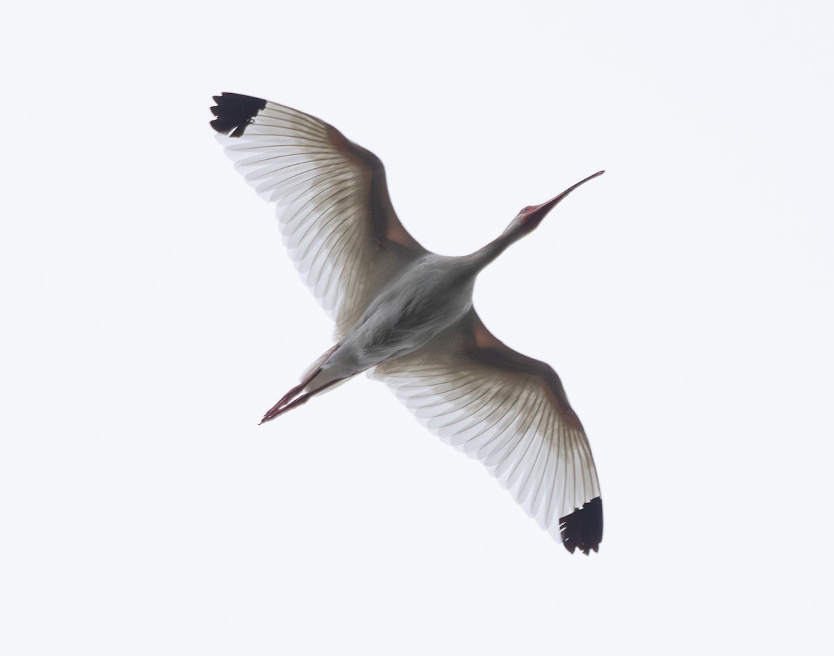 White Ibis - ML620192193