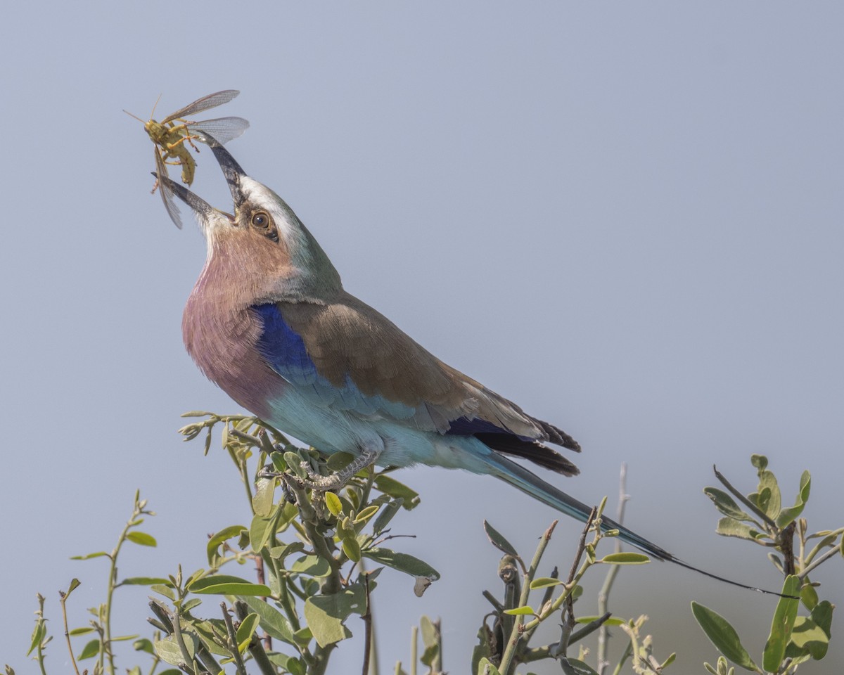 Lilac-breasted Roller - ML620192199