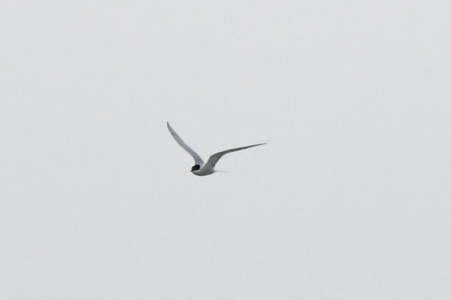 Arctic Tern - ML620192215